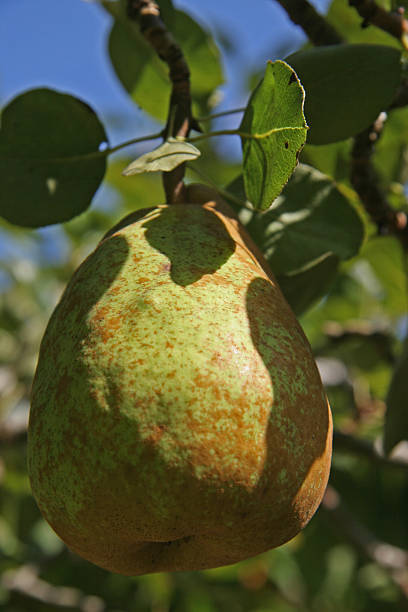 Ripening Pear stock photo