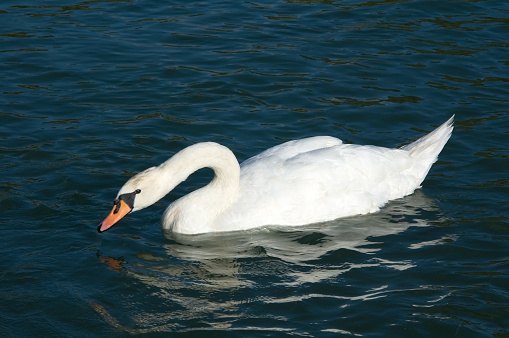 Swan floating in lake