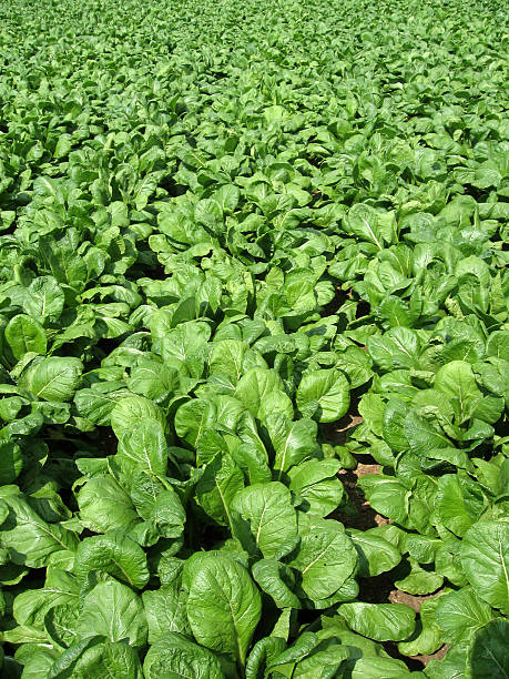 Veggies 2 stock photo