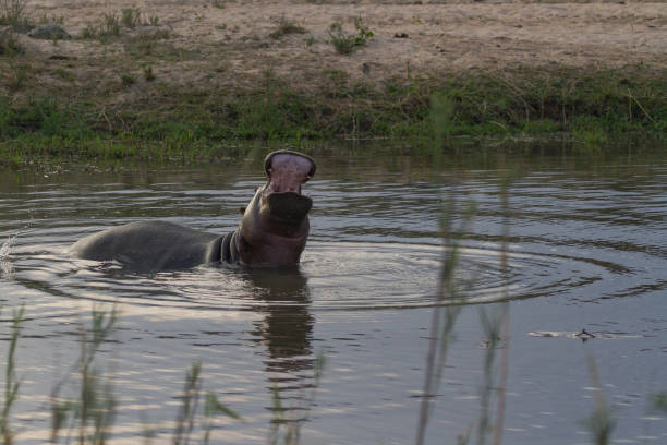 istock Hippos in Kruger National Park 906302724