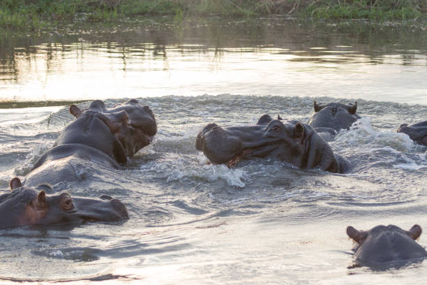 istock Hippos in Kruger National Park 906302866