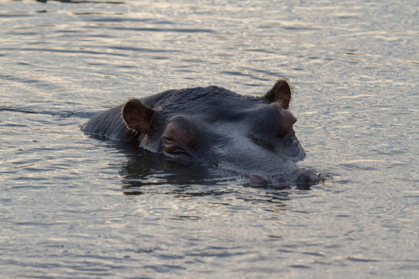 istock Hippos in Kruger National Park 906303232