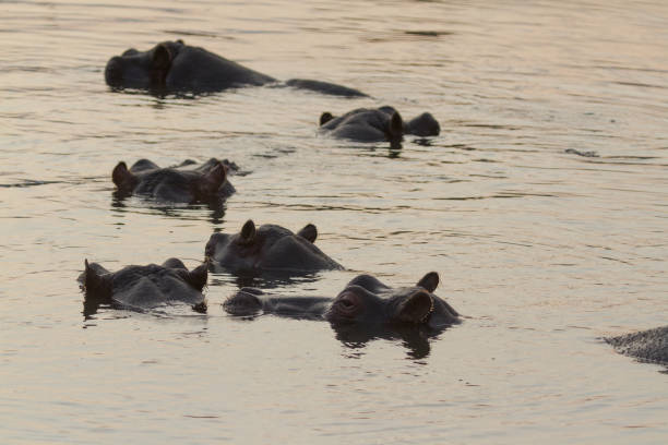 istock Hippos in Kruger National Park 906303362