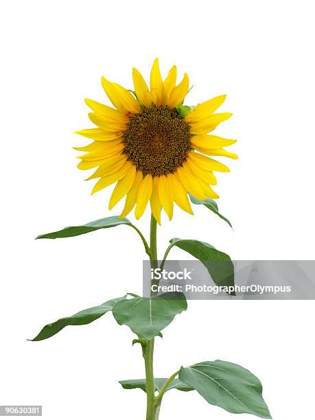 Girasoli Su Sfondo Bianco - Fotografie stock e altre immagini di Ambientazione esterna - Ambientazione esterna, Bianco, Cespuglio