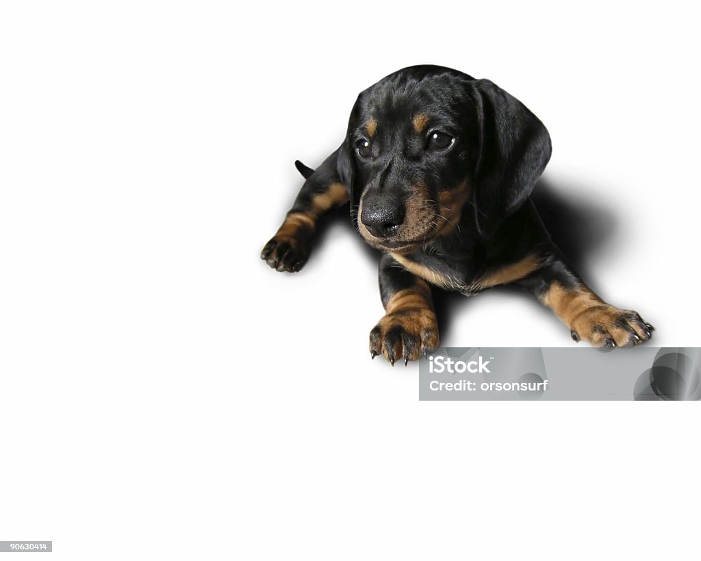Niedlichen Welpen - Lizenzfrei Hund Stock-Foto