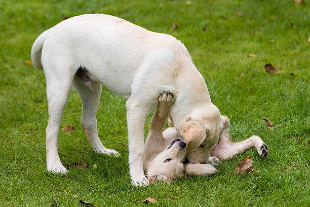 dogschool Cuccioli di Labrador - foto stock