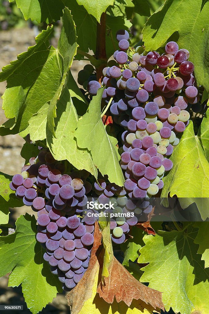 Grapes on vines  Bright Stock Photo