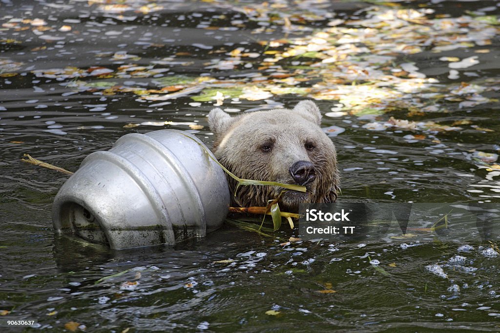 Divertente orso - Foto stock royalty-free di Barilotto