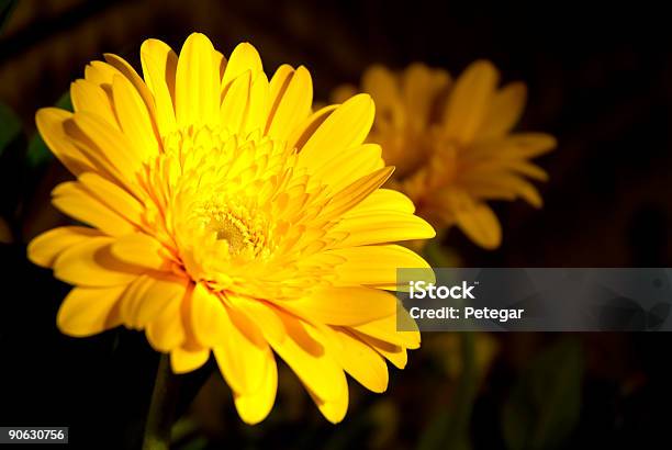 Flor Amarilla Foto de stock y más banco de imágenes de Amarillo - Color - Amarillo - Color, Arreglo floral, Belleza