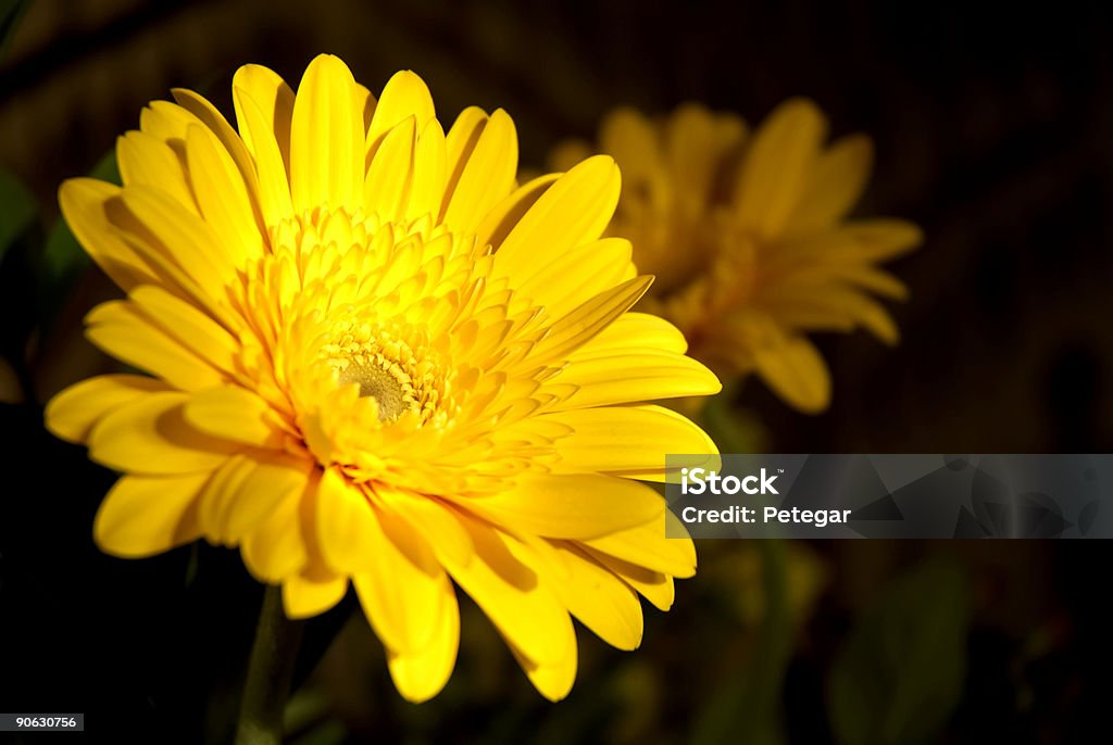 노란 꽃 - 로열티 프리 0명 스톡 사진