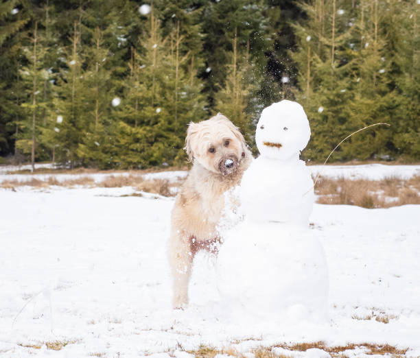 istock Dog destroying  a snowman.  Winter holiday fun 906308508