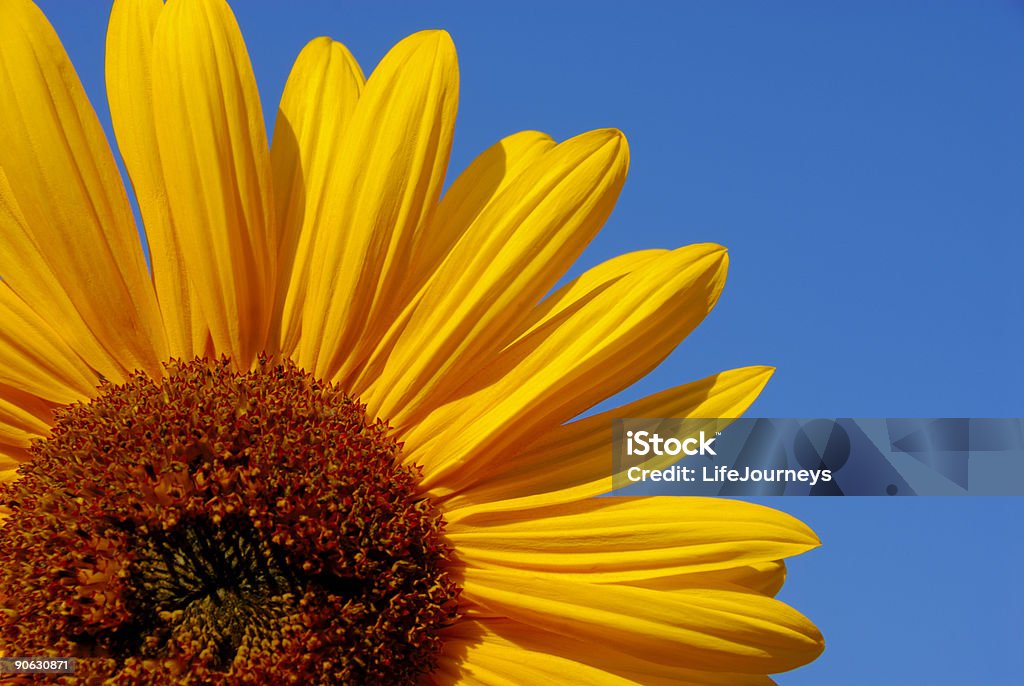 Big de girassol - Foto de stock de Amarelo royalty-free