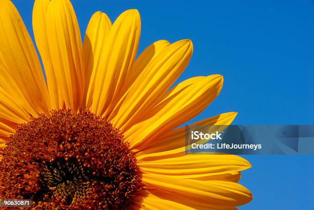 Foto de Big De Girassol e mais fotos de stock de Amarelo - Amarelo, Azul, Beleza natural - Natureza