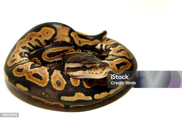 Ball Pythonleder Verschlungenes Bis Stockfoto und mehr Bilder von Python - Schlange - Python - Schlange, Sich zusammenrollen, Angst