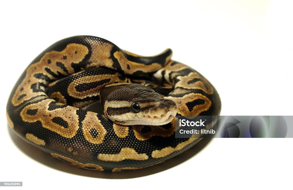 Bola python em espiral até - Foto de stock de Enroscado royalty-free