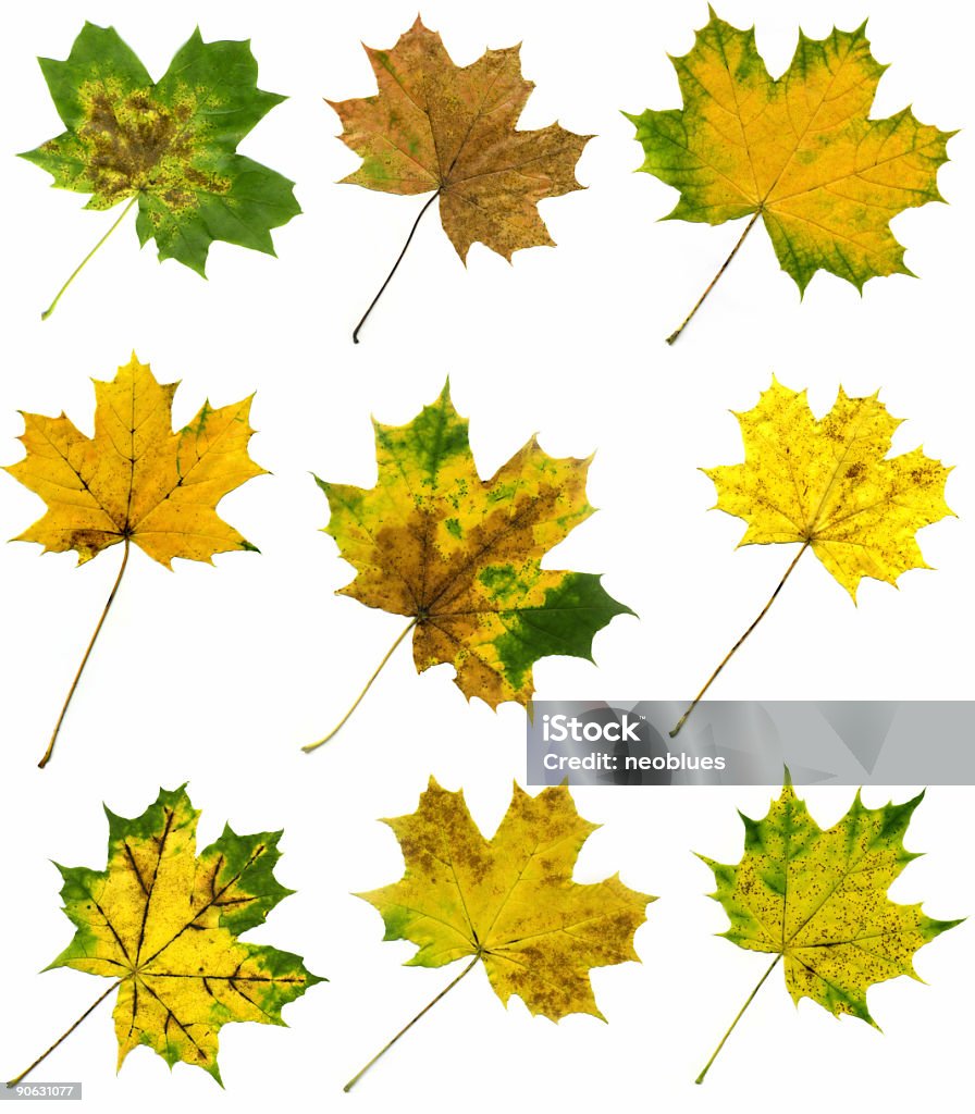 秋のカエデの葉 - オレンジ色のロイヤリティフリーストックフォト