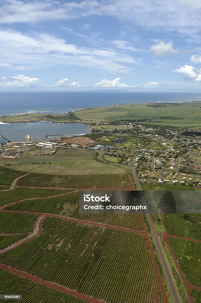 Aerial Kauai Coffee Fields  Coffee Crop Stock Photo