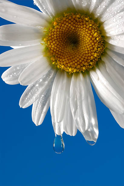 Daisy Water Droplet stock photo