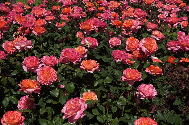 Field of red/orange roses stock photo