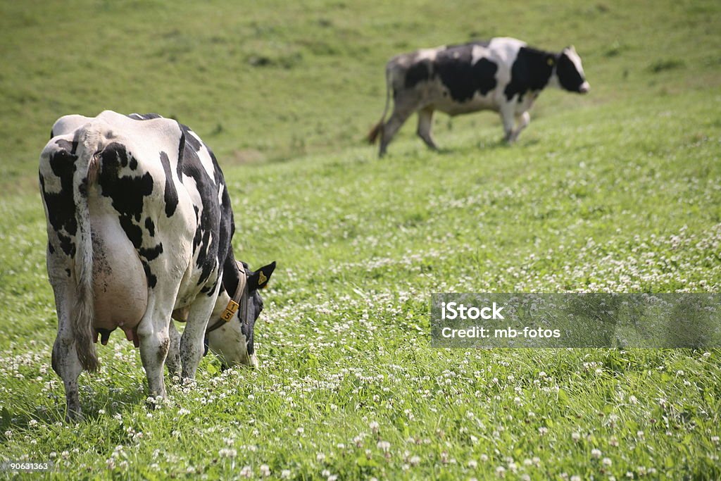 Les vaches - Photo de Agriculture libre de droits