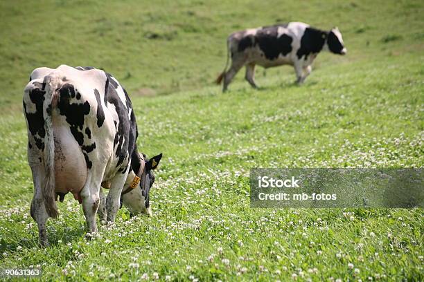 Photo libre de droit de Les Vaches banque d'images et plus d'images libres de droit de Agriculture - Agriculture, Bovin, Bovin domestique