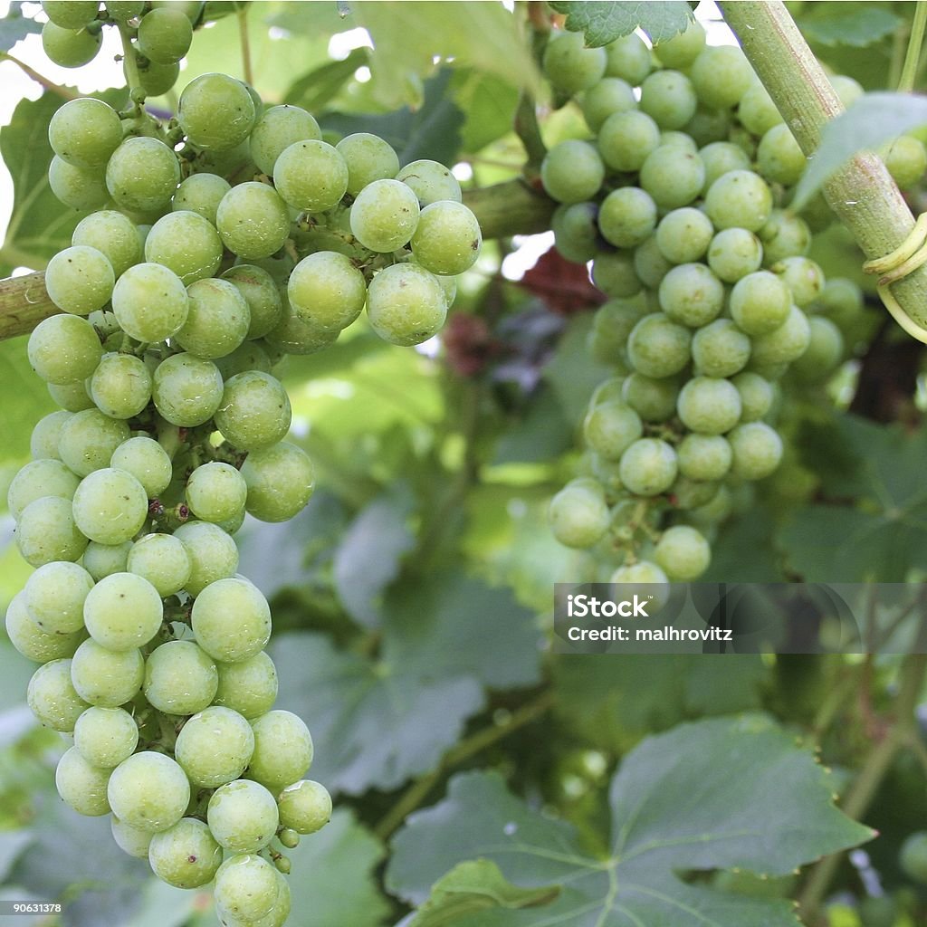 Weintraube - Lizenzfrei Traube Stock-Foto