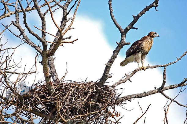 Just Out of the Nest Hesitant fledging Red-tailed Hawk on a branch near its nest fledging stock pictures, royalty-free photos & images