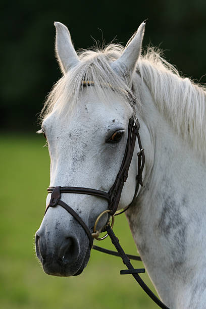 istock Portrait of a White Horse 90631478