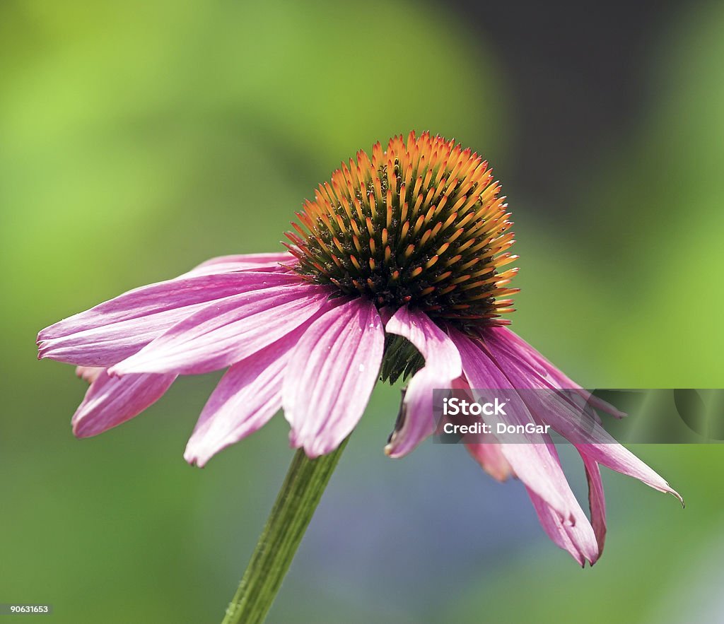 Echinacea purpurea - Foto de stock de Equinácea libre de derechos