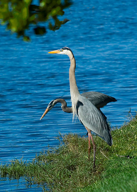 Blue Herons on the river stock photo