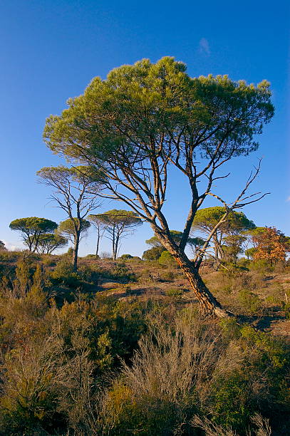 Parasol pines  pinus pinea photos stock pictures, royalty-free photos & images