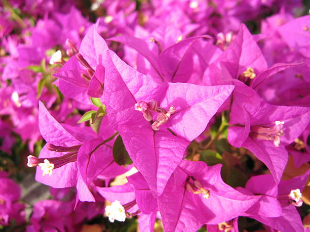 bougainvillea - sea of flowers - fsachs78 stockfoto's en -beelden