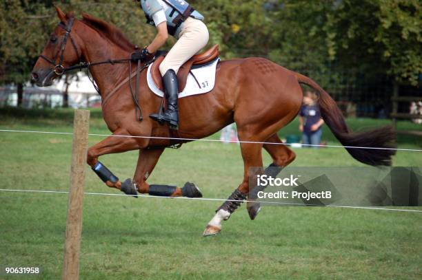 Cross Country Horse Being Galloped Stock Photo - Download Image Now - Adult, Adults Only, Aspirations