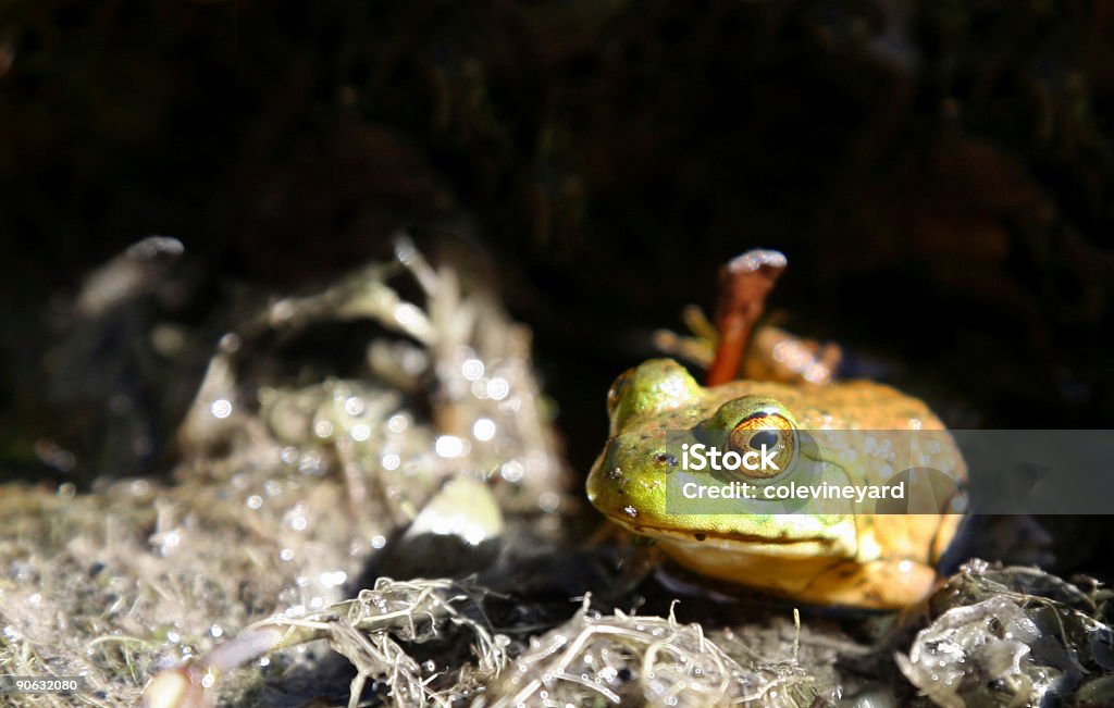 Frosch - Lizenzfrei Amphibie Stock-Foto
