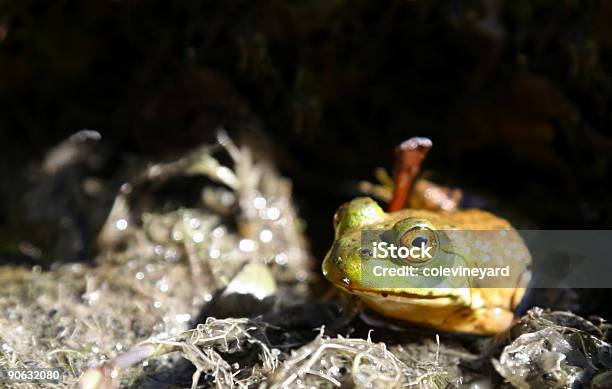 Frosch Stockfoto und mehr Bilder von Amphibie - Amphibie, Farbbild, Fotografie