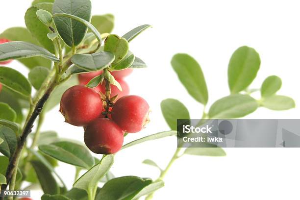 Arando - Fotografias de stock e mais imagens de Alimentação Saudável - Alimentação Saudável, Arando vermelho, Arbusto