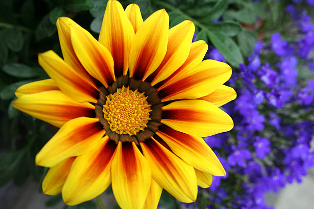 gazânia splendens - close to moving up single flower flower imagens e fotografias de stock