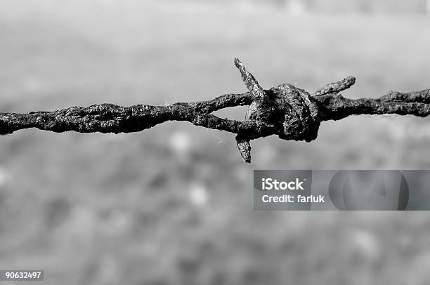 Barbed Wire B N Stock Photo - Download Image Now - Auschwitz Concentration Camp, Concentration Camp, Barbed Wire