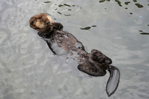 stock photo of a Monterey Bay sea otter in the Elkhorn Slough at Moss Landing.