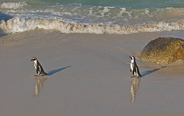 Penguins stock photo