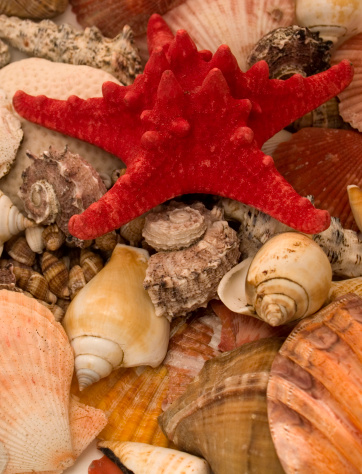 Shells composition