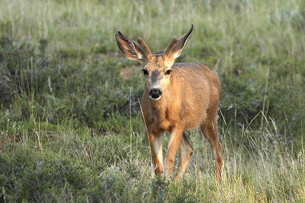 Mule Deer in Field stock photo