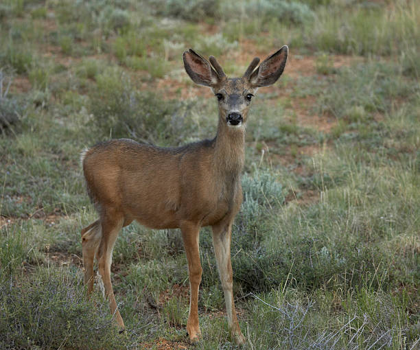 Young Mule Deer in Field stock photo