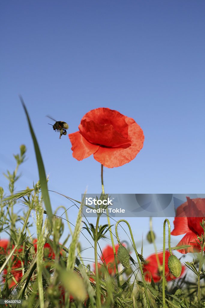 Mohnblume Mit Hummel - Lizenzfrei Mohn - Pflanze Stock-Foto