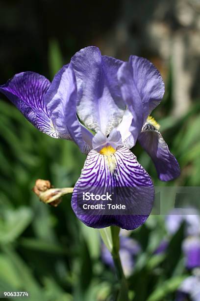 Blauer Lilienblüte Stockfoto und mehr Bilder von Blau - Blau, Blume, Blüte