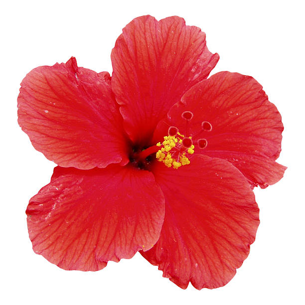 Red hibiscus flower isolated on white