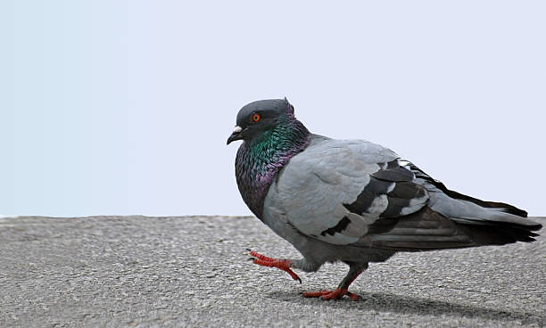 pigeon stock photo