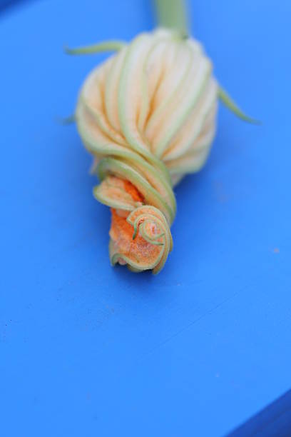 fleur de courgette - squash flower plant single flower photos et images de collection