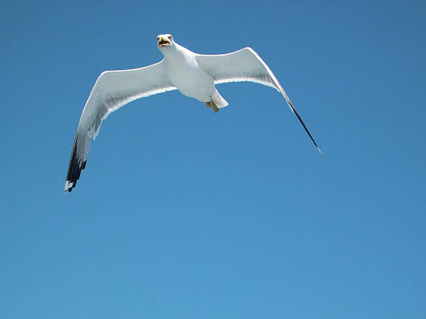 Herring Gull stock photo