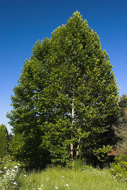 Cielo blu, verde albero - foto stock